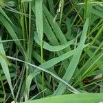 Leersia oryzoides Bark