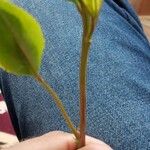 Catha edulis Φύλλο