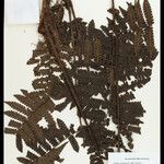 Cyathea surinamensis 叶