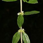 Hexasepalum sarmentosum Leaf
