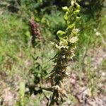 Epipactis rhodanensis Fula
