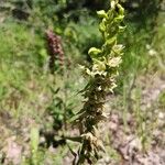 Epipactis rhodanensis Fleur