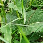 Bistorta officinalis Blad
