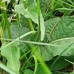 Bistorta officinalis Leaf