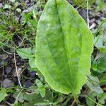 Plantago majorLeaf