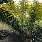 Ceratozamia mexicana Агульны выгляд