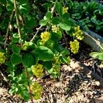 Berberis koreana Habitus