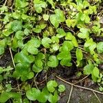 Ranunculus hederaceus 叶