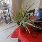 Dracaena marginataBlad