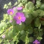Sutera cordata Flor