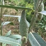 Asclepias speciosa Fruto