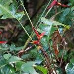 Heliconia tortuosa Συνήθη χαρακτηριστικά