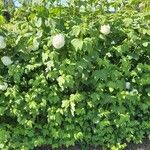 Viburnum macrocephalum Habitus