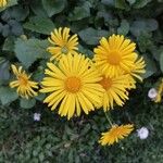 Doronicum columnae 花