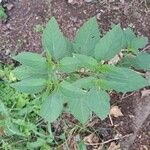 Physalis longifolia Leaf