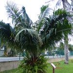Elaeis oleifera Hábito
