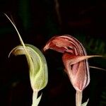 Pterostylis ophioglossa Çiçek