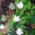Anemonoides nemorosa 花