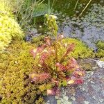 Drosera anglica Folio