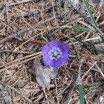 Anemone hepaticaFlower