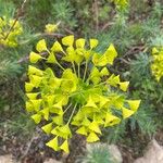 Euphorbia seguieriana Floare