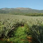 Ananas comosus Habit