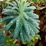 Euphorbia characias 葉