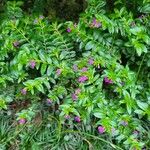 Cuphea hyssopifolia Blomst