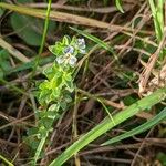 Veronica serpyllifolia Habitus