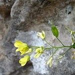 Biscutella laevigata Çiçek