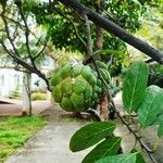 Annona squamosa 果實