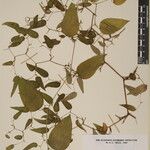 Smilax elegans Άλλα