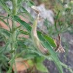 Erigeron bonariensis Leaf