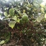 Citrus aurantiaca Fruit