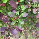 Berberis thunbergiiFolla