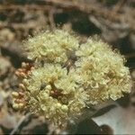 Eriogonum robustum Blüte