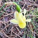 Narcissus triandrus Çiçek