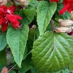 Salvia splendens Yaprak