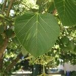 Tilia dasystyla List