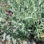 Helichrysum saxatile Folha