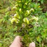 Lobelia stricta Çiçek