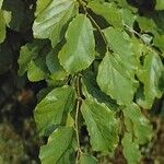 Parrotia persica Leht