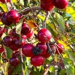 Crataegus persimilis Плід