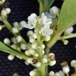 Ilex affinis Flower