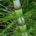 Equisetum telmateia Bark