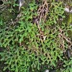 Selaginella denticulata Kvet