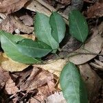 Hymenocardia ripicola Leaf