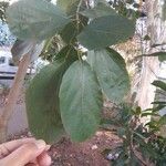 Cordia dichotoma Leaf