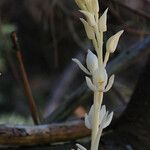 Cephalanthera austiniae Flower