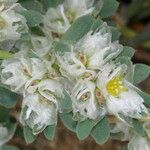 Paronychia argentea Flors